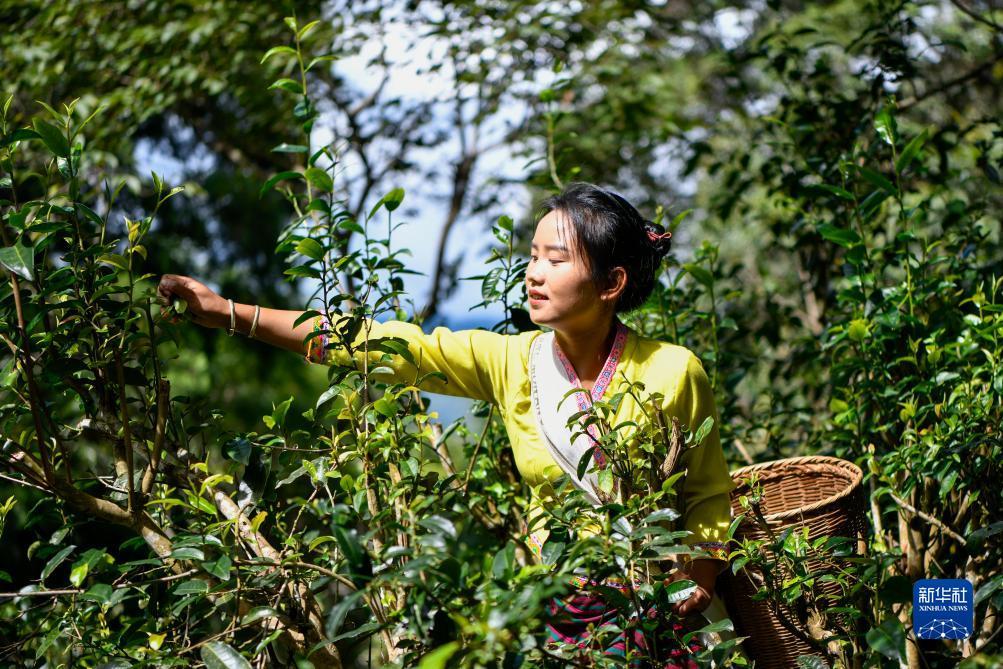 免费彩金白菜